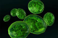 chlorella